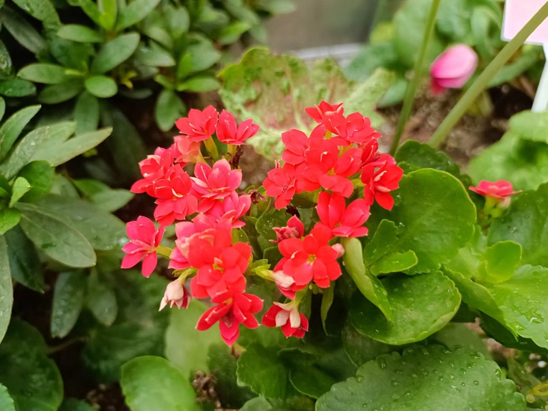 上海市园林科学规划研究院