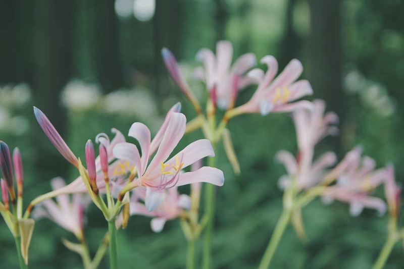 上海市园林科学规划研究院