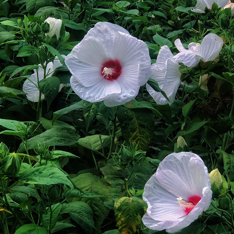 上海市园林科学规划研究院