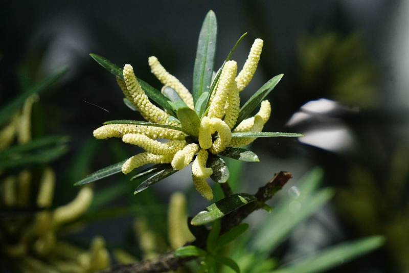 罗汉松雄球花.jpg